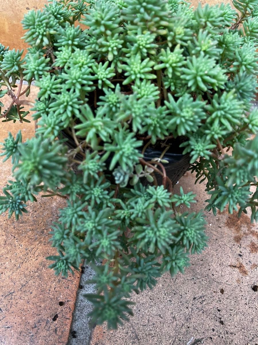 抜き苗多肉植物 多肉植物❤︎パリダム❤︎抜き苗♪ セダム 斑入りパリダム